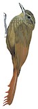 Spot-throated Woodcreeper Illustration