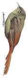 Olivaceous Woodcreeper Illustration