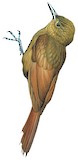 Tyrannine Woodcreeper Illustration