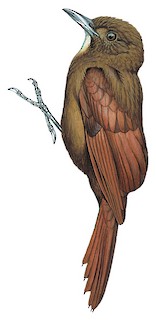 Dendrocincla merula castanoptera