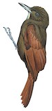 White-chinned Woodcreeper Illustration