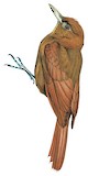 Ruddy Woodcreeper Illustration