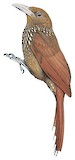 Cinnamon-throated Woodcreeper Illustration