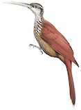 Long-billed Woodcreeper Illustration