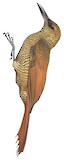 Northern Barred Woodcreeper Illustration