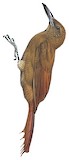 Hoffmanns's Woodcreeper Illustration