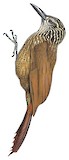 Planalto Woodcreeper Illustration