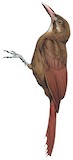 Red-billed Woodcreeper Illustration