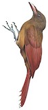 Uniform Woodcreeper Illustration