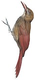 Bar-bellied Woodcreeper Illustration