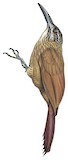 White-throated Woodcreeper Illustration