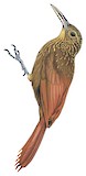 Chestnut-rumped Woodcreeper Illustration