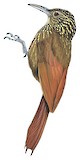 Ocellated Woodcreeper Illustration