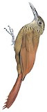 Cocoa Woodcreeper Illustration