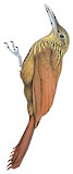 Buff-throated Woodcreeper Illustration