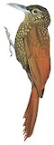 Spotted Woodcreeper Illustration