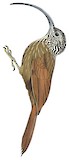 Black-billed Scythebill Illustration