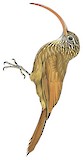 Red-billed Scythebill Illustration