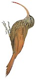 Tapajos Scythebill Illustration