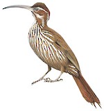 Scimitar-billed Woodcreeper Illustration