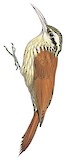 Narrow-billed Woodcreeper Illustration