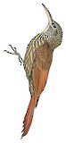 Guianan Woodcreeper Illustration