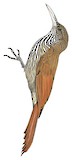 Dusky-capped Woodcreeper Illustration