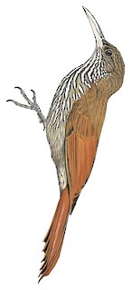 Dusky-capped Woodcreeper