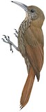 Inambari Woodcreeper Illustration