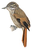 Slender-billed Xenops Illustration