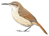 Straight-billed Earthcreeper Illustration