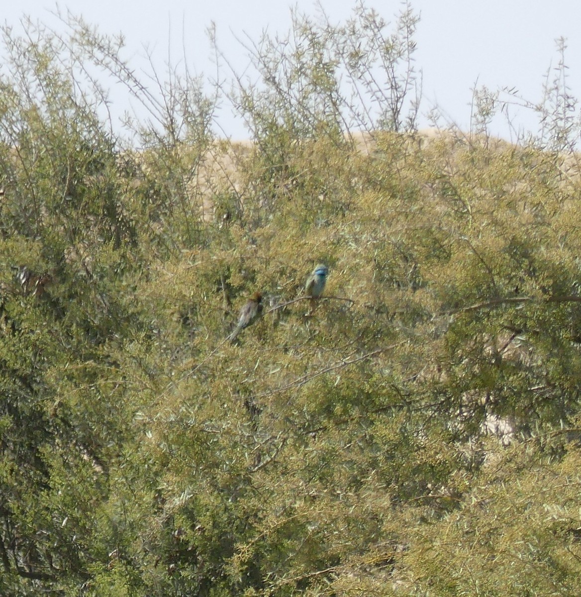 Arabian Green Bee-eater - ML153423601