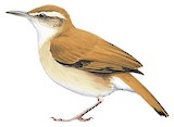 Band-tailed Hornero Illustration