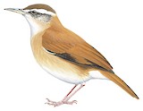 Pale-legged Hornero Illustration