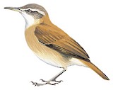 Lesser Hornero Illustration