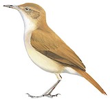 Rufous Hornero Illustration