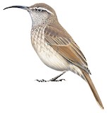 Scale-throated Earthcreeper Illustration