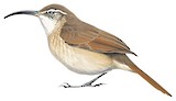 White-throated Earthcreeper Illustration