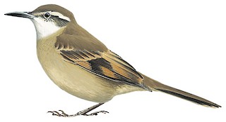 Cinclodes pabsti espinhacensis