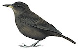 Blackish Cinclodes Illustration