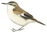 Cream-winged Cinclodes Illustration