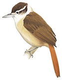 White-collared Foliage-gleaner Illustration