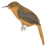 Cinnamon-rumped Foliage-gleaner Illustration