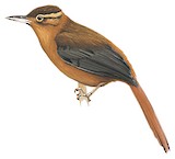 Slaty-winged Foliage-gleaner Illustration