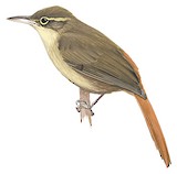 Rufous-rumped Foliage-gleaner Illustration