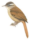 White-browed Foliage-gleaner Illustration