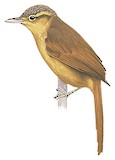 Ochre-breasted Foliage-gleaner Illustration