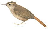 Rufous-tailed Foliage-gleaner Illustration