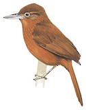 Peruvian Recurvebill Illustration