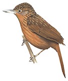 Bolivian Recurvebill Illustration